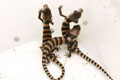 Cyclodomorphus (Tiliqua) gerrardii